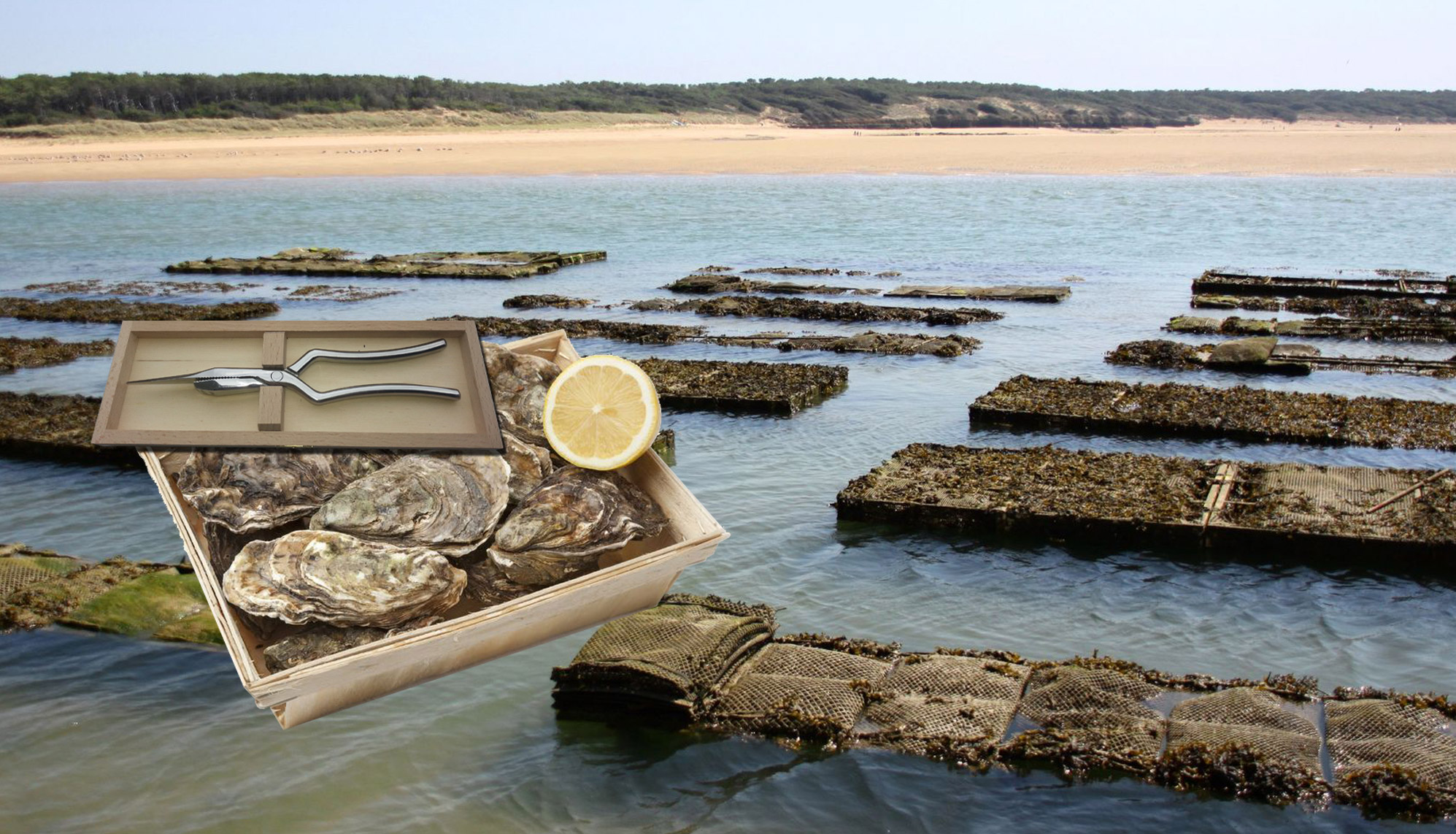 Bourriche d'huîtres