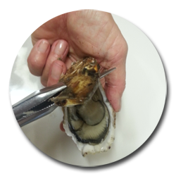 Pince à main pour écailler les huîtres, mains non sales, couteaux à  huîtres, outil d'ouverture des fruits de mer